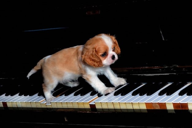 A photo of the piano-playing dog, capturing the moment he is hitting the keys with his paws. The image should focus on his focused expression and the unusual action of playing the piano.