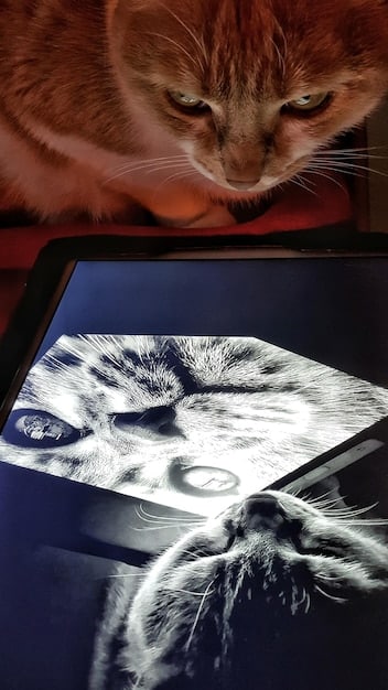 A collage showing different types of viral videos: a funny cat video, a dramatic news clip, a political speech, and a heartwarming act of kindness. Each image is framed by social media icons to highlight their spread and impact online.
